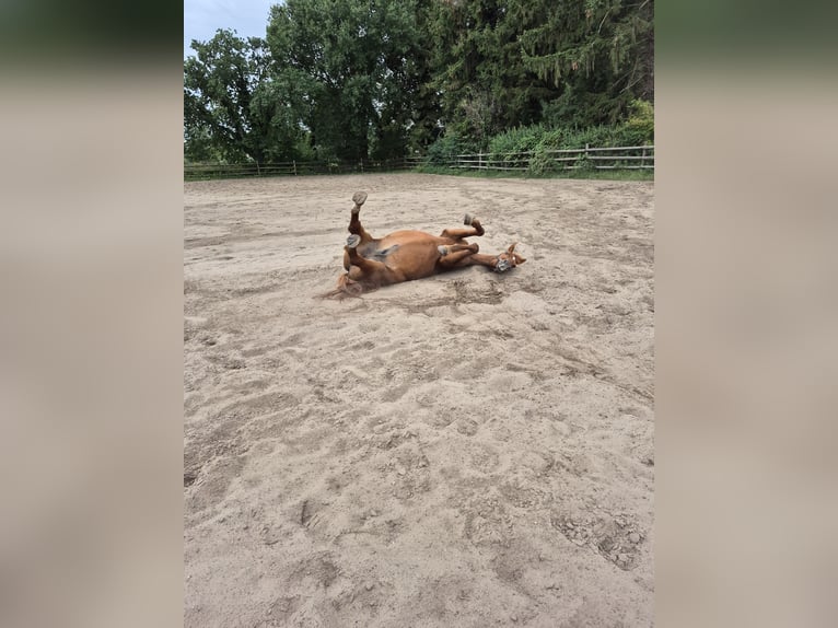 Hispano Araber Mix Wallach 12 Jahre 167 cm Fuchs in Born a Darss