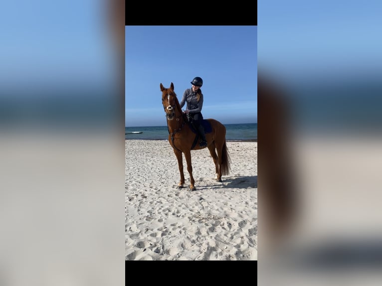 Hispano Araber Wallach 12 Jahre 167 cm Fuchs in P&#xF6;lchow
