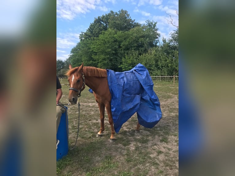 Hispano Araber Wallach 12 Jahre 167 cm Fuchs in P&#xF6;lchow