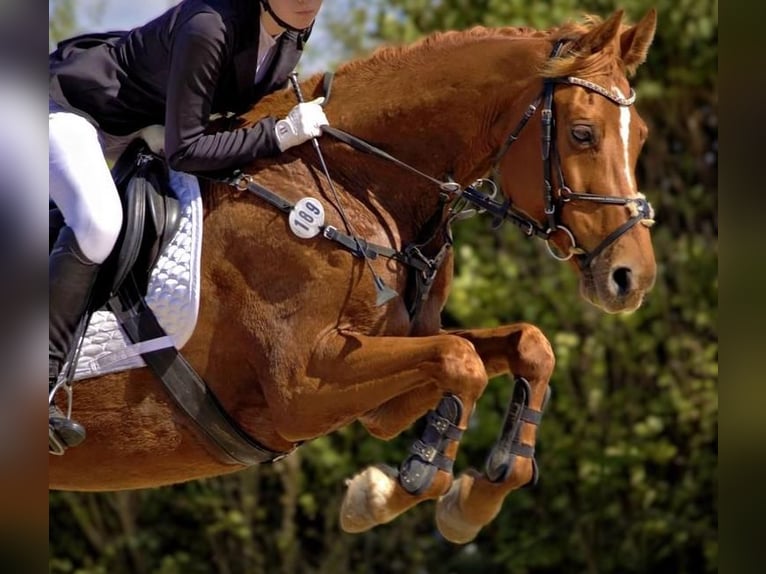 Hispano Araber Wallach 12 Jahre 167 cm Fuchs in P&#xF6;lchow