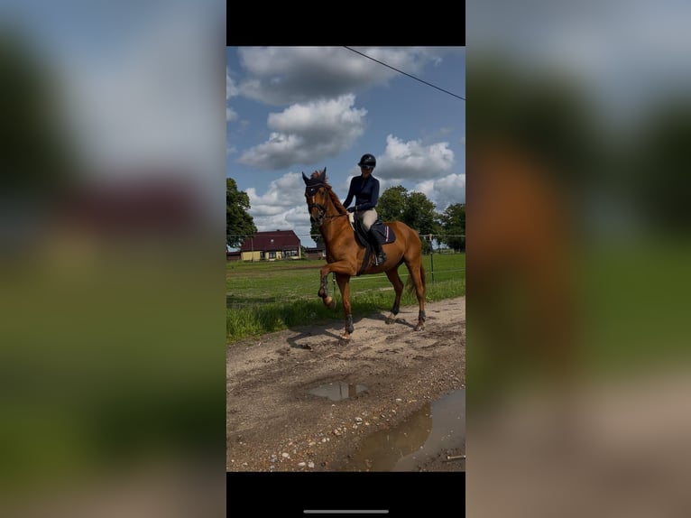 Hispano Araber Wallach 12 Jahre 167 cm Fuchs in P&#xF6;lchow