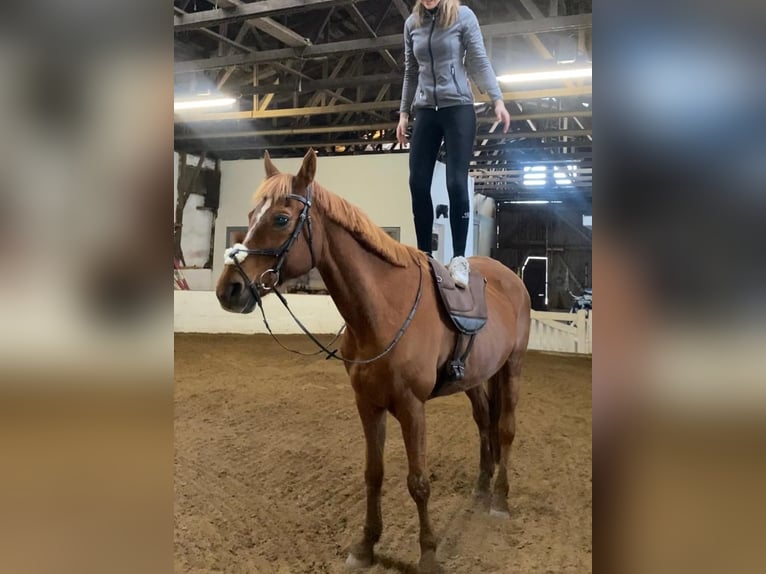 Hispano Araber Wallach 12 Jahre 167 cm Fuchs in P&#xF6;lchow