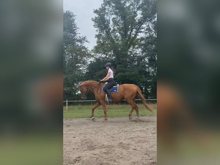 Hispano Araber Wallach 12 Jahre 167 cm Fuchs in P&#xF6;lchow