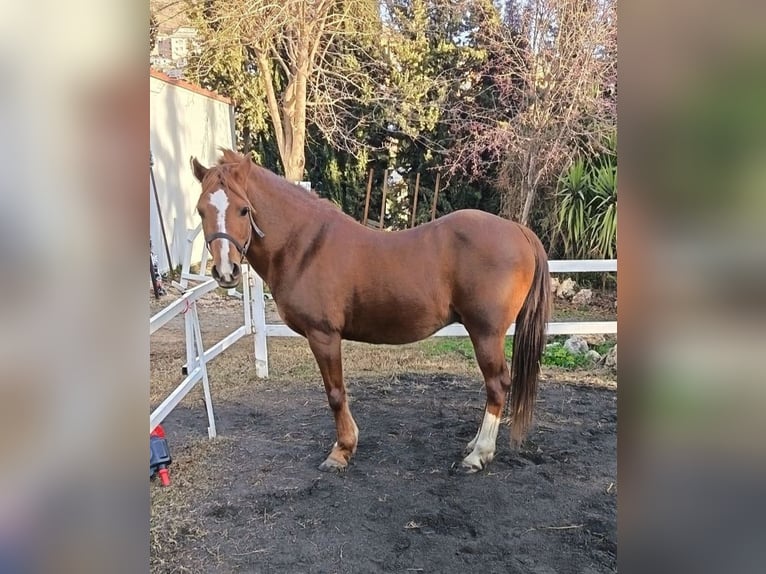Hispano Araber Wallach 14 Jahre 134 cm Fuchs in Cenes De La Vega