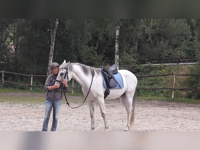 Hispano Araber Wallach 14 Jahre 160 cm  in Winhöring