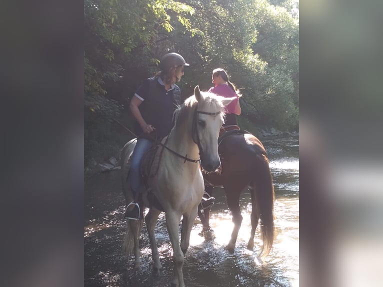 Hispano Araber Wallach 14 Jahre 160 cm  in Winhöring
