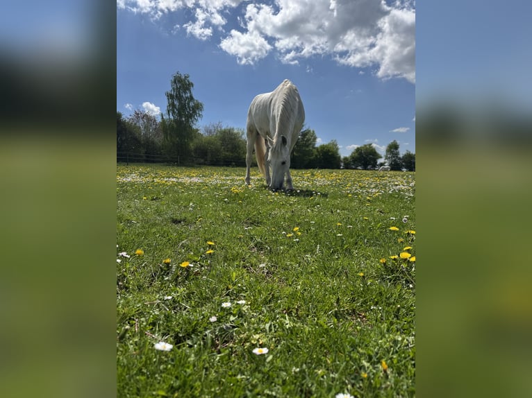 Hispano Araber Wallach 14 Jahre 160 cm Schimmel in Baldham