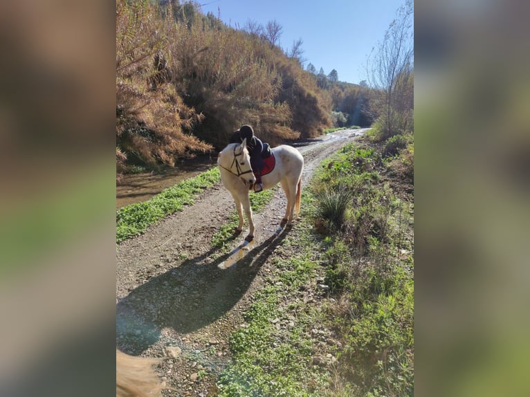 Hispano Araber Mix Wallach 15 Jahre 160 cm in Abrera