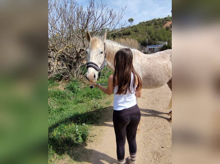 Hispano Araber Mix Wallach 15 Jahre 160 cm in Abrera