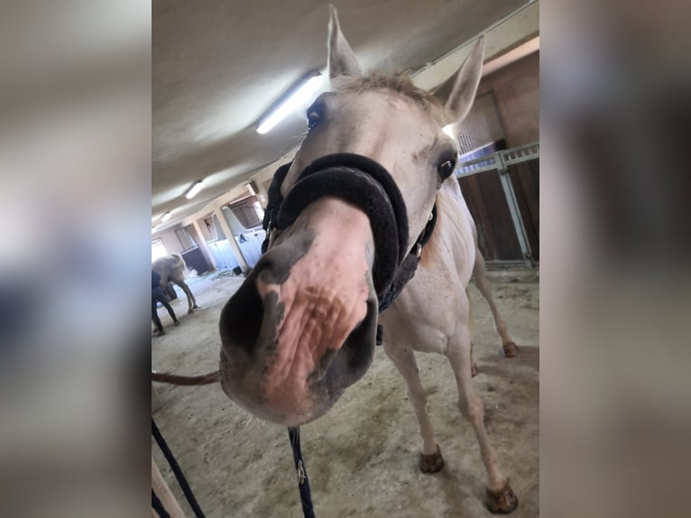 Hispano Araber Mix Wallach 15 Jahre 160 cm in Abrera
