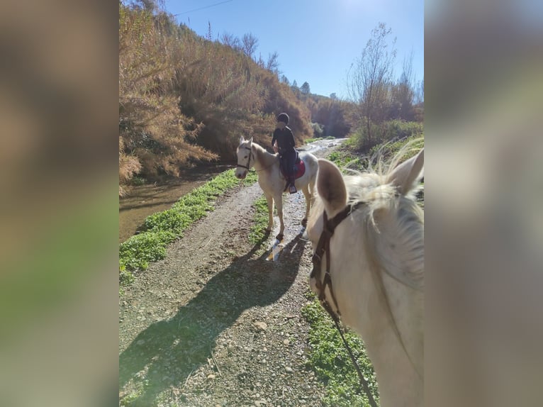Hispano Araber Mix Wallach 15 Jahre 160 cm in Abrera