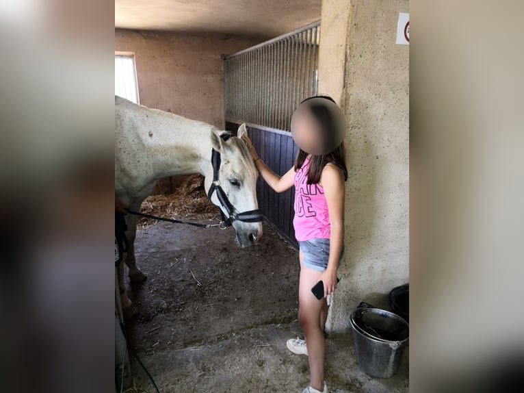 Hispano Araber Mix Wallach 15 Jahre 160 cm in Abrera