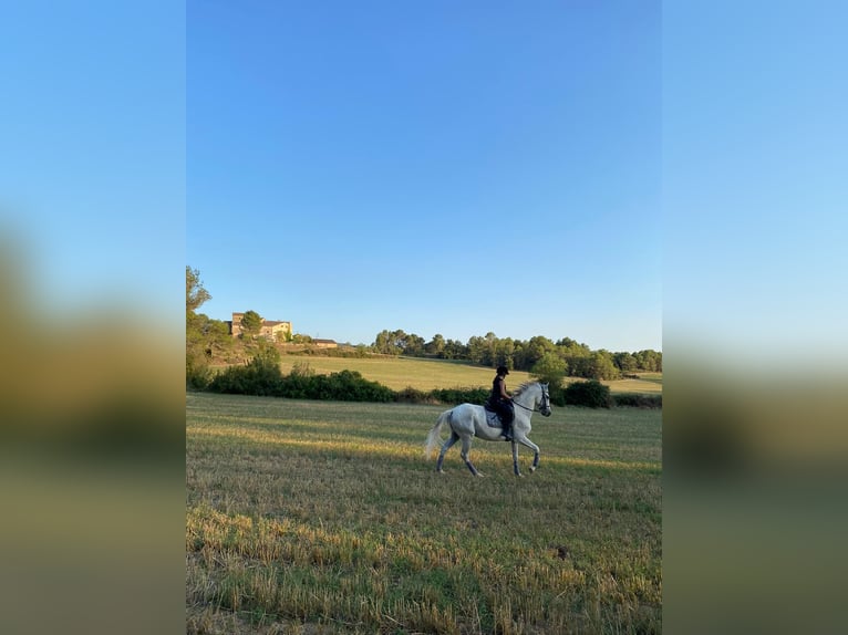 Hispano Araber Mix Wallach 15 Jahre 160 cm in Abrera