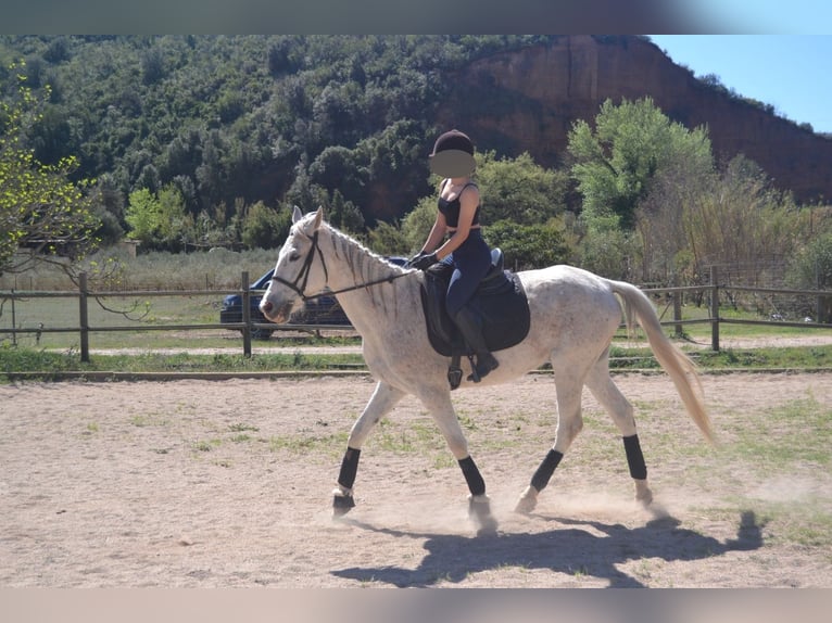 Hispano Araber Mix Wallach 15 Jahre 160 cm in Abrera