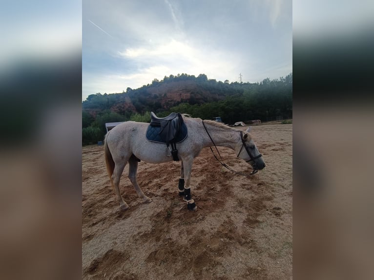 Hispano Araber Mix Wallach 15 Jahre 160 cm in Abrera