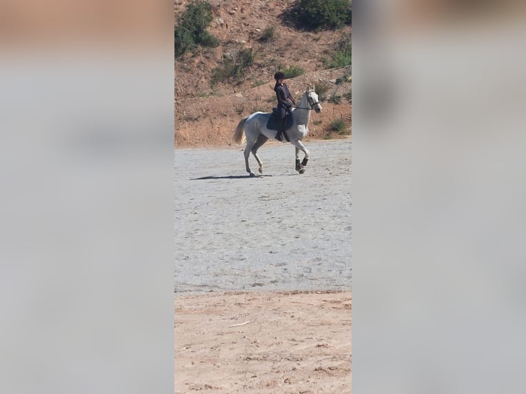 Hispano Araber Mix Wallach 15 Jahre 160 cm in Abrera