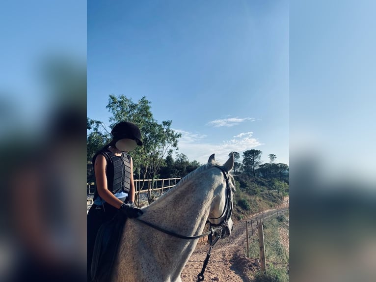 Hispano Araber Mix Wallach 15 Jahre 160 cm in Abrera