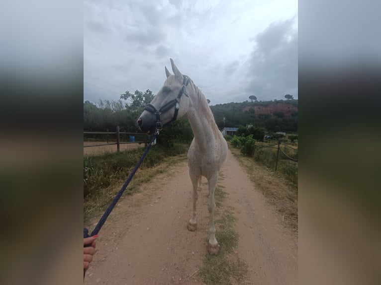 Hispano Araber Mix Wallach 15 Jahre 160 cm in Abrera