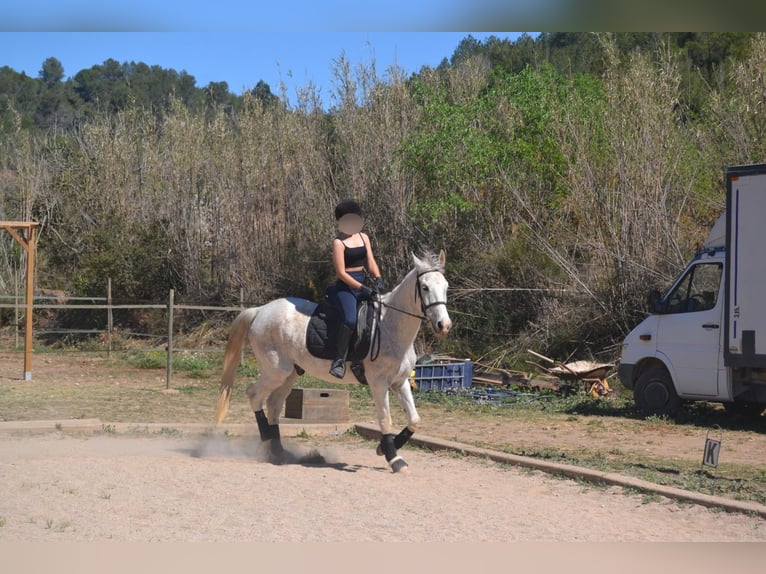 Hispano Araber Mix Wallach 15 Jahre 160 cm in Abrera