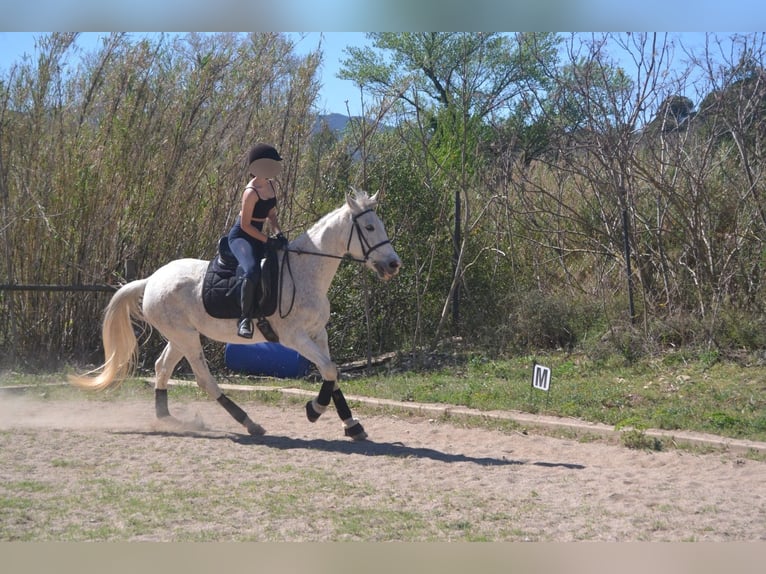 Hispano Araber Mix Wallach 15 Jahre 160 cm in Abrera