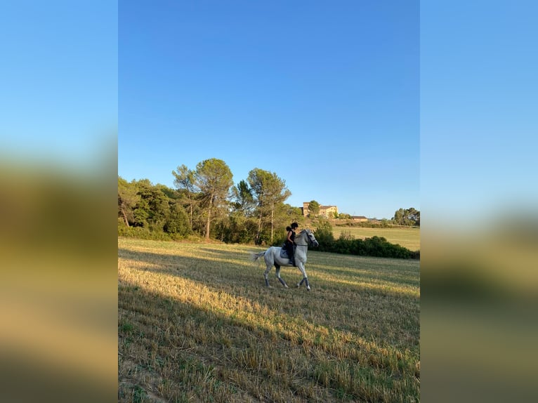 Hispano Araber Mix Wallach 15 Jahre 160 cm in Abrera