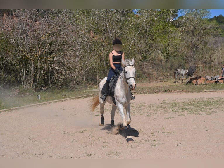 Hispano Araber Mix Wallach 15 Jahre 160 cm in Abrera