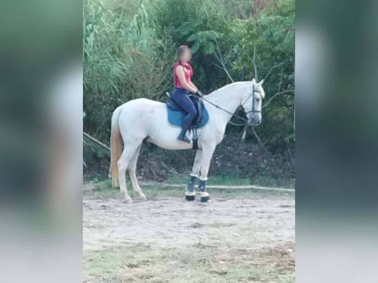 Hispano Araber Mix Wallach 15 Jahre 160 cm in Abrera