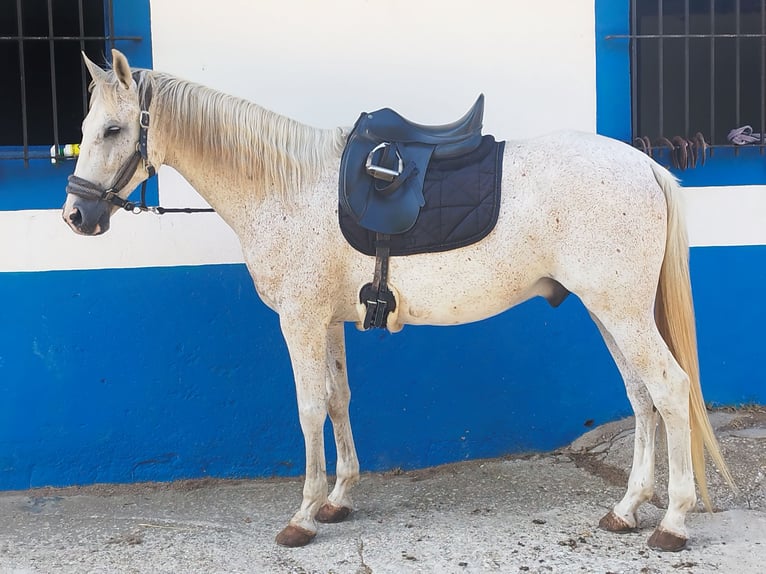 Hispano Araber Mix Wallach 15 Jahre 160 cm in Abrera