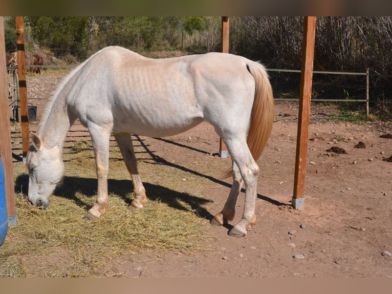 Hispano Araber Mix Wallach 15 Jahre 160 cm in Abrera