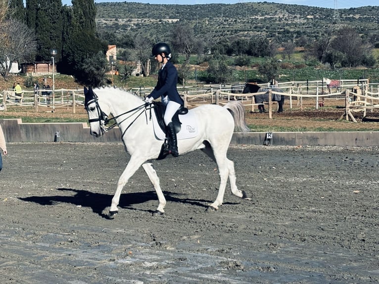 Hispano Araber Wallach 15 Jahre 169 cm Schimmel in Madrid