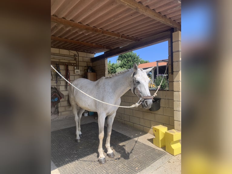 Hispano Araber Wallach 15 Jahre Schimmel in Trapaga