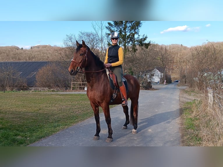 Hispano Araber Wallach 18 Jahre Brauner in Kleinmaischeid