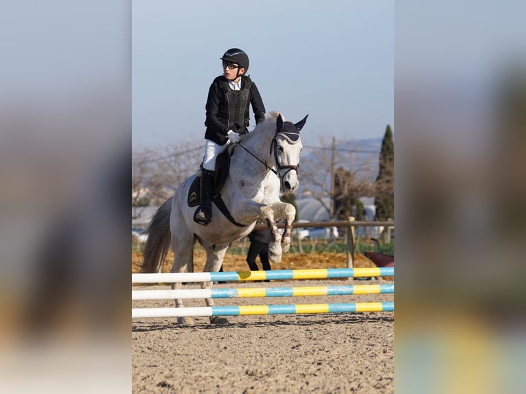 Hispano Araber Mix Wallach 19 Jahre 148 cm Schimmel in Sarral