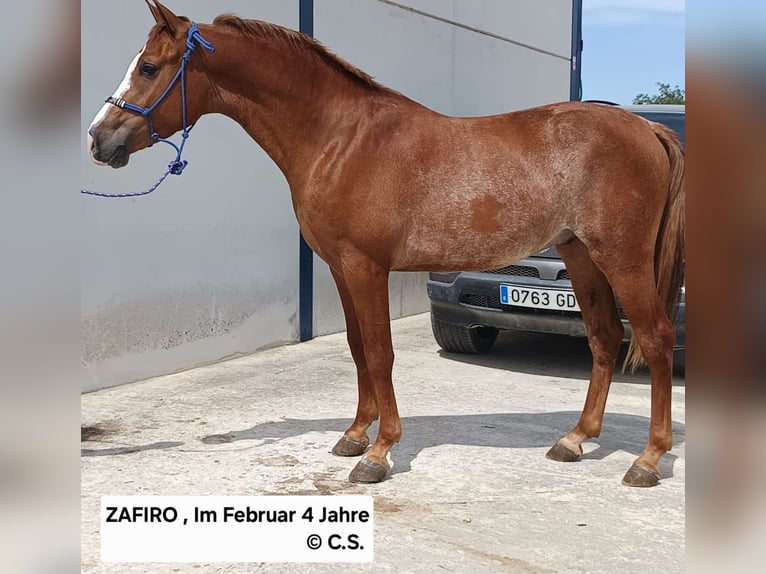 Hispano Araber Wallach 3 Jahre 155 cm Fuchs in Vejer de la Frontera