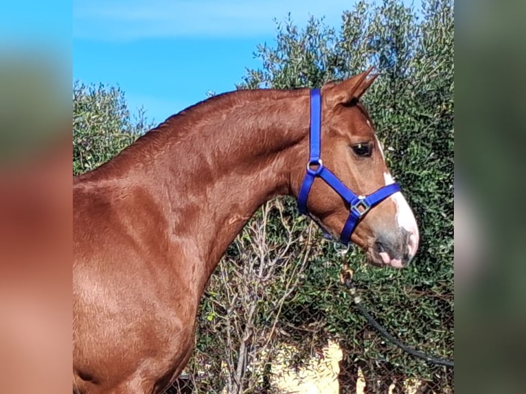 Hispano Araber Wallach 3 Jahre 155 cm Fuchs in Vejer de la Frontera