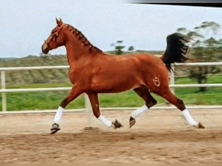 Hispano Araber Wallach 3 Jahre 156 cm Brauner in Sevilla
