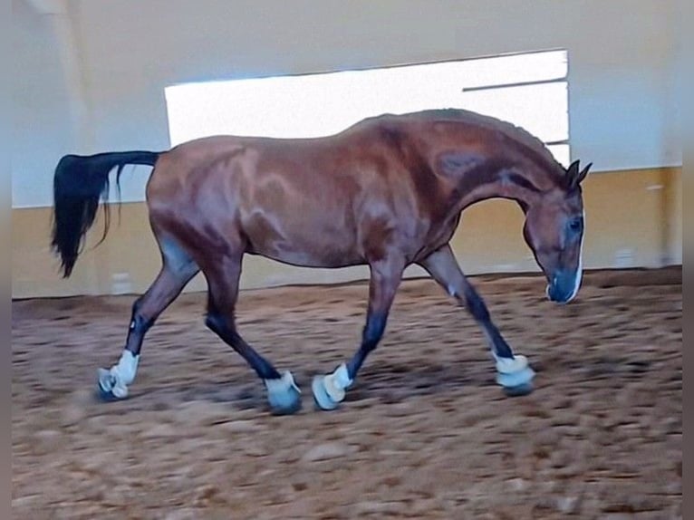 Hispano Araber Wallach 3 Jahre 156 cm Brauner in Sevilla