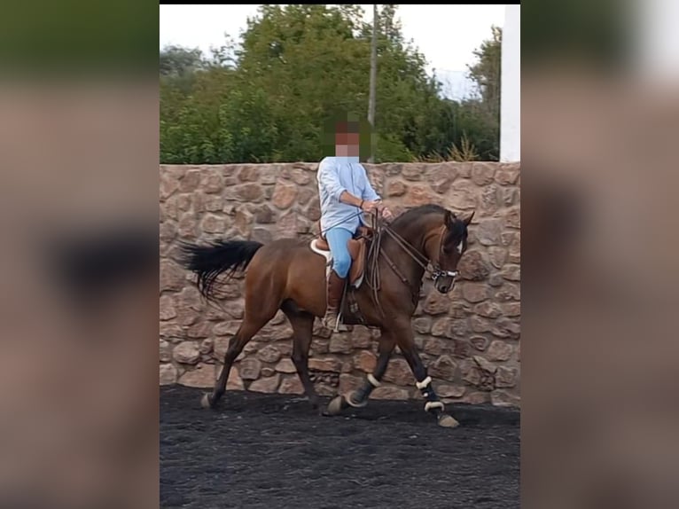 Hispano Araber Wallach 3 Jahre 158 cm Brauner in Aracena