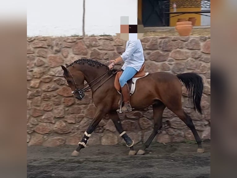 Hispano Araber Wallach 3 Jahre 158 cm Brauner in Aracena