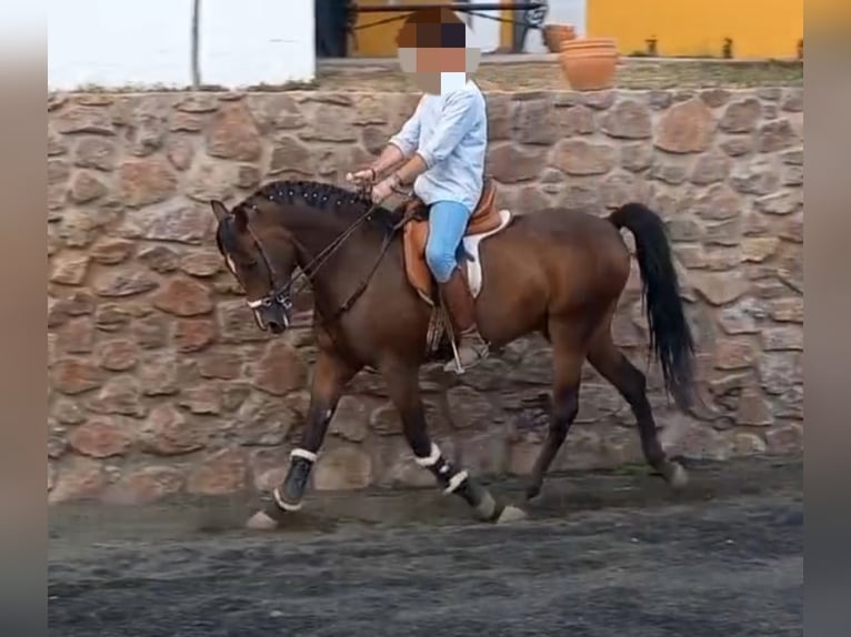 Hispano Araber Wallach 3 Jahre 158 cm Brauner in Aracena