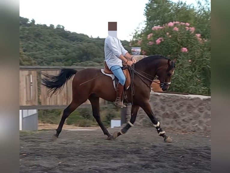 Hispano Araber Wallach 3 Jahre 158 cm Brauner in Aracena