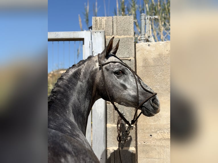 Hispano Araber Wallach 3 Jahre 160 cm Apfelschimmel in La Pobla De Vallbona