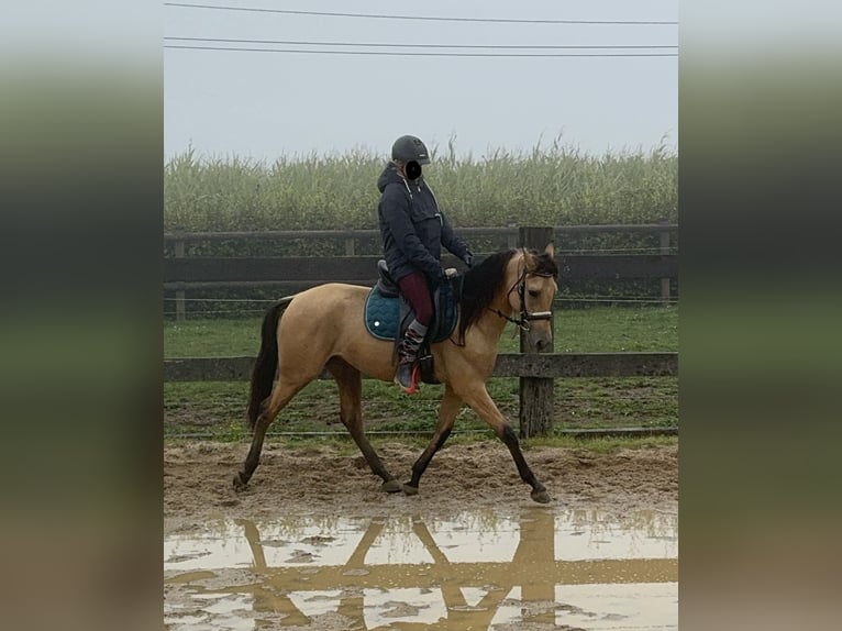 Hispano Araber Wallach 4 Jahre 150 cm Buckskin in Daleiden