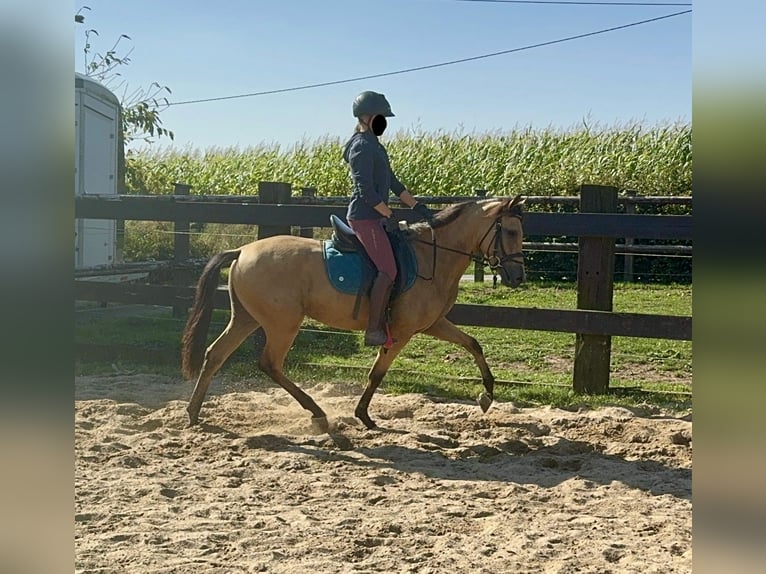 Hispano Araber Wallach 4 Jahre 150 cm Buckskin in Daleiden