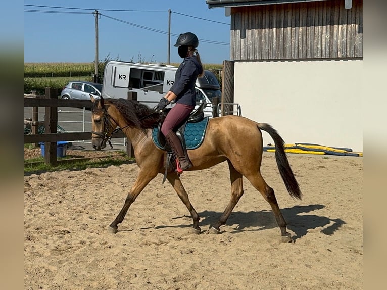 Hispano Araber Wallach 4 Jahre 150 cm Buckskin in Daleiden