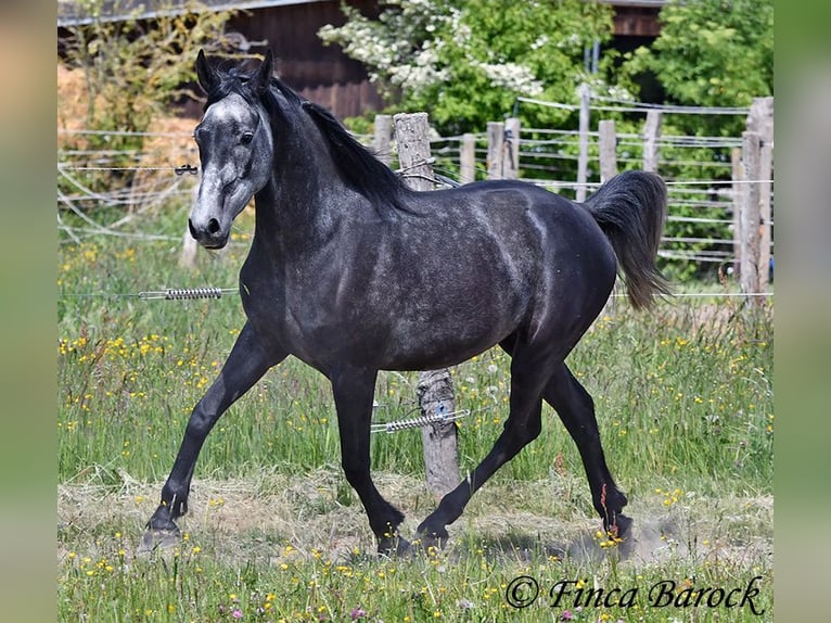 Hispano Araber Wallach 4 Jahre 150 cm Schimmel in Wiebelsheim