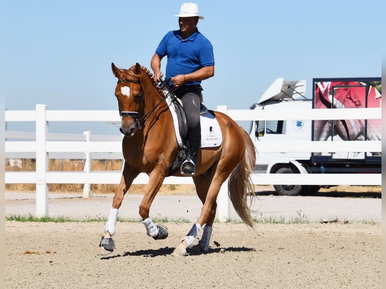 Hispano Araber Wallach 4 Jahre 157 cm Fliegenschimmel in Miralvalles