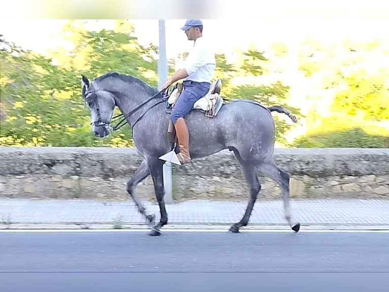 Hispano Araber Wallach 4 Jahre 167 cm Schimmel in Valencia de Alcántara