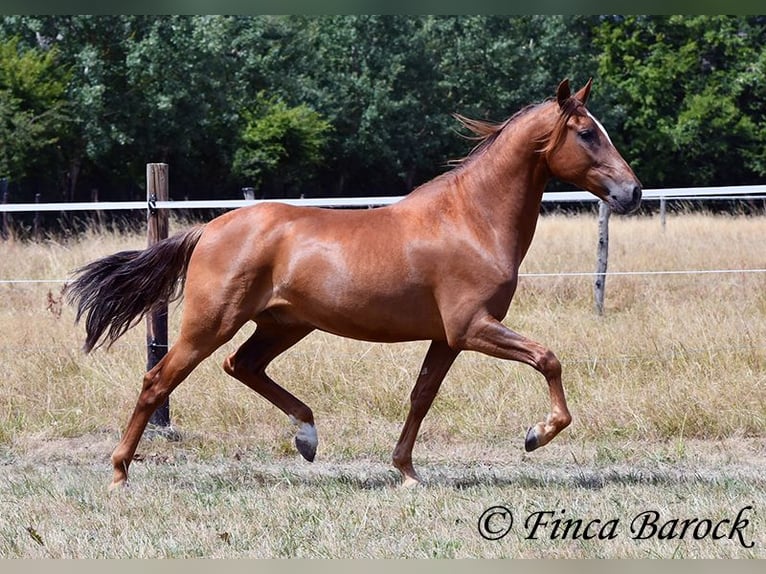 Hispano Araber Wallach 5 Jahre 156 cm Fuchs in Wiebelsheim