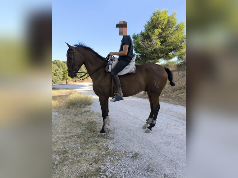 Hispano Araber Wallach 5 Jahre 160 cm Brauner in Paterna De Rivera